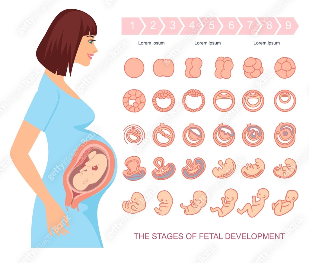 Baby Development Vector Stages of fetal development. 이미지 (965473926) 일러스트, 무료 일러스트 - 게티이미지뱅크
