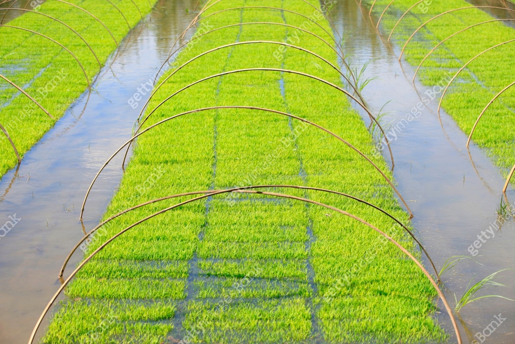 Spring Garden Rice Seedlings of rice in rice fields. 이미지 (965397660) - 게티이미지뱅크