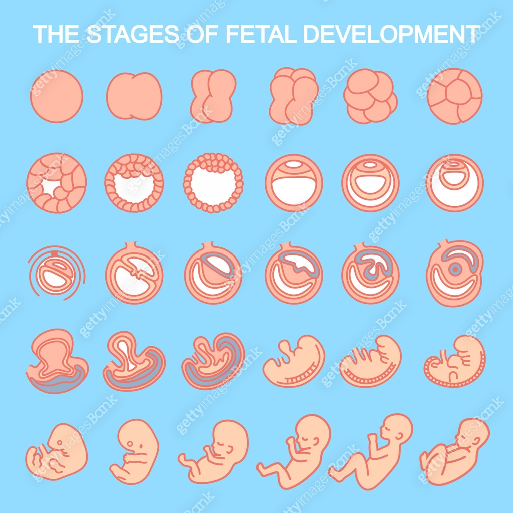 Baby Development Vector stages of fetal development. 이미지 (985678164) 일러스트, 무료 일러스트 - 게티이미지뱅크