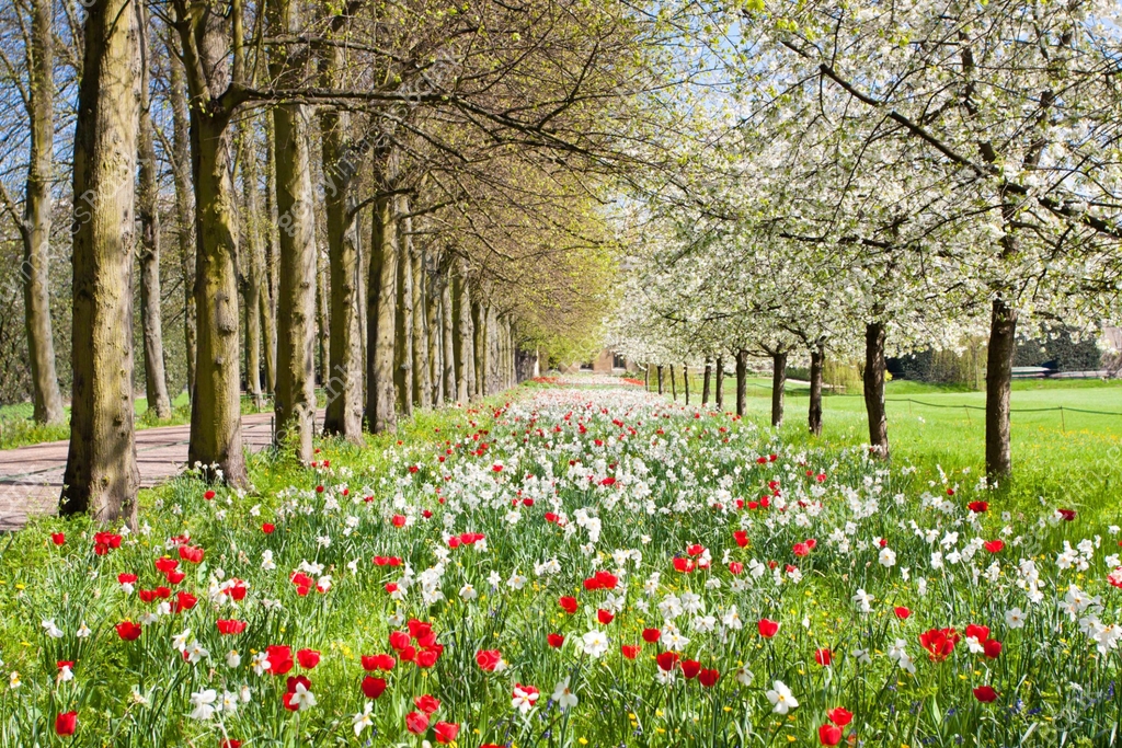 Spring Day Park Background Flowers blossoming in park in a spring sunny day 이미지 (1009568294) - 게티이미지뱅크