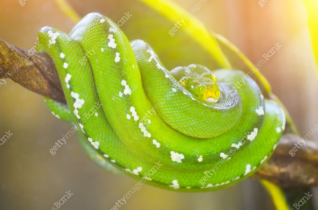 Green python on the branches of trees in the jungle. 이미지 (1003394114 ...