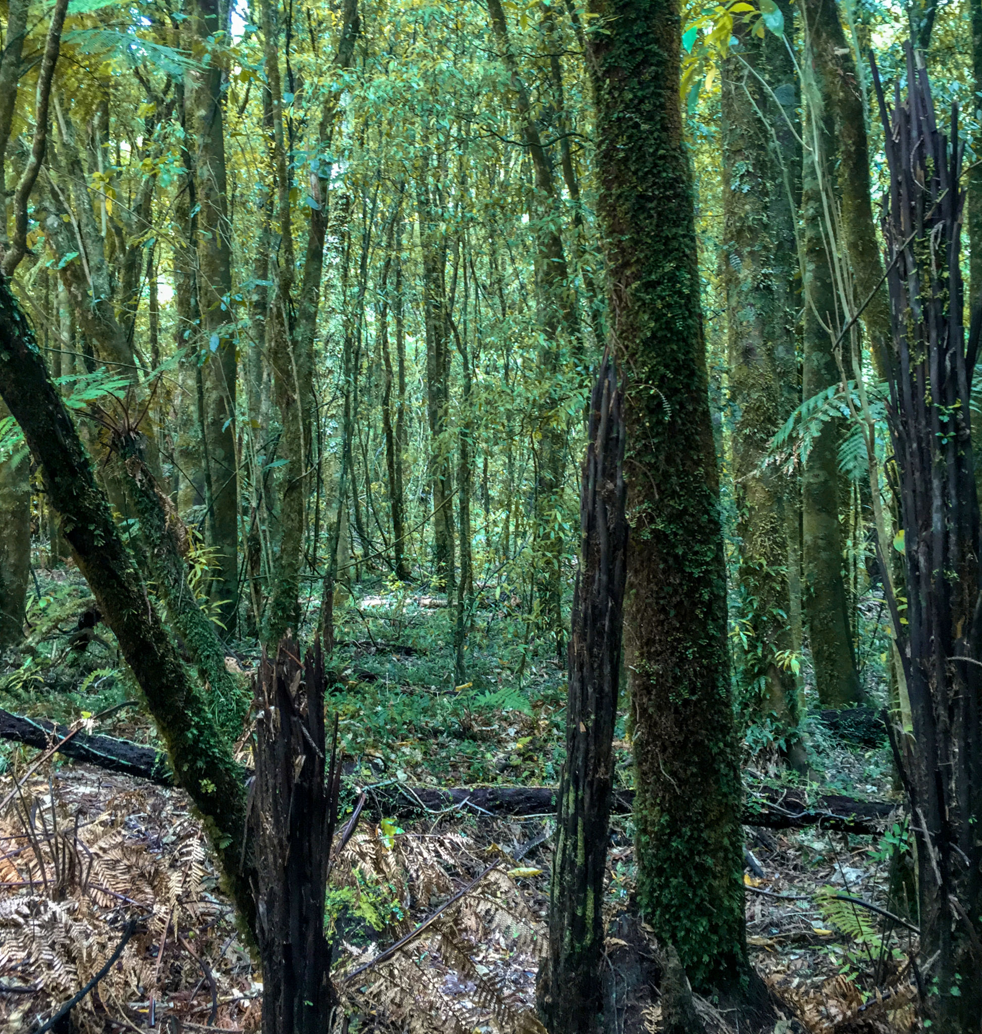 Native Forest Images Tall trees in a native bush forest 이미지 (1024511014) - 게티이미지뱅크