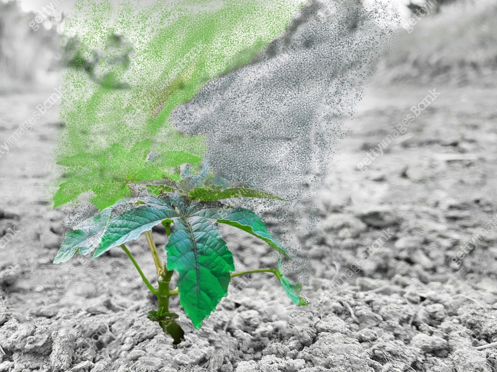 A small green sprout of the future tree breaks up into dust and ...