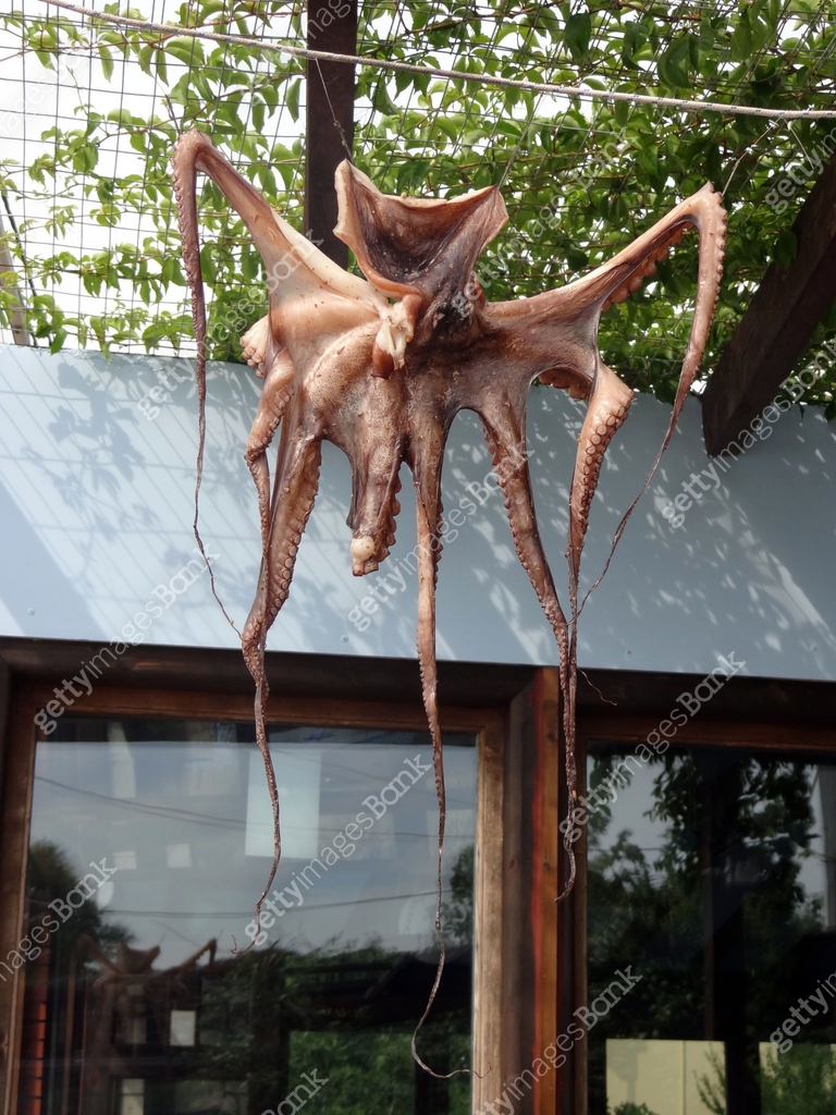 Octopus Rope Octopus hanging on the rope 이미지 (1018463612) - 게티이미지뱅크
