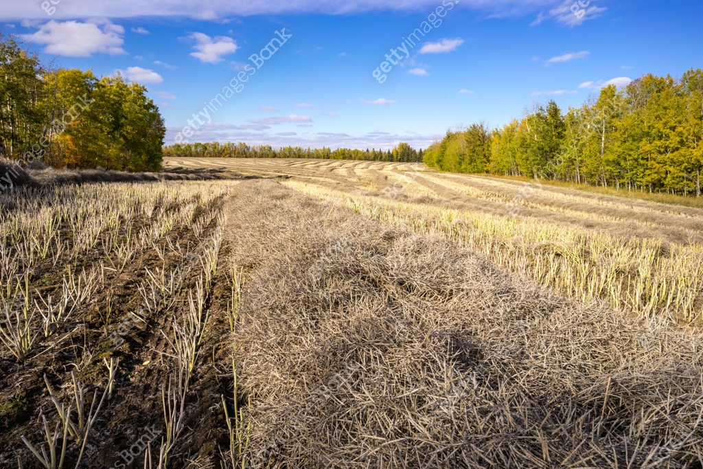 Windrows of swathed canola in fall season 이미지 (1051511110) - 게티이미지뱅크