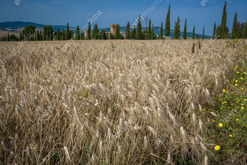 Tree Tif Italian, Tuscany landscape of wheat and cypres trees.tif 이미지 ...