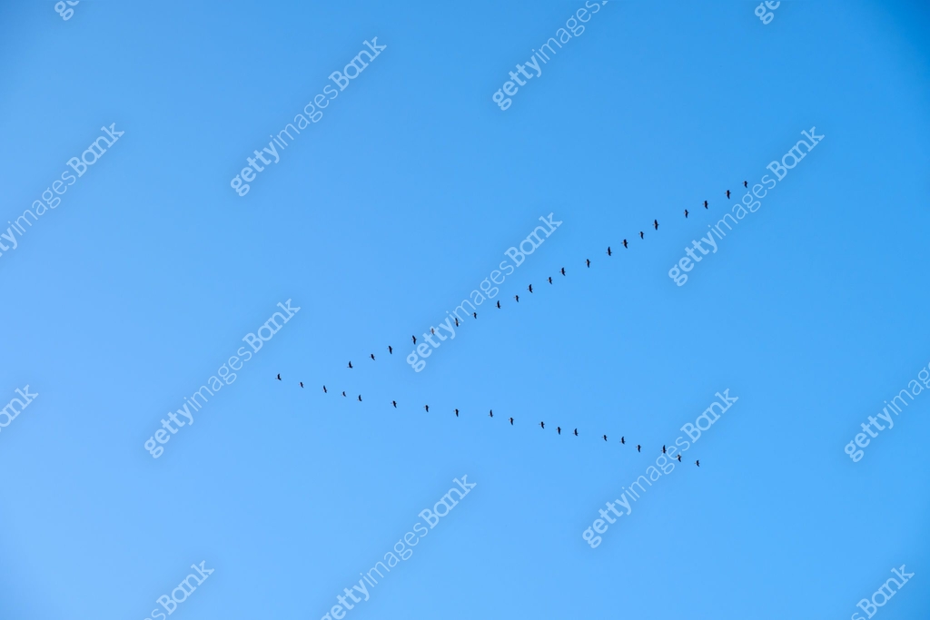 group of birds flying in the shape of a triangle on a dark blue 이미지 ...