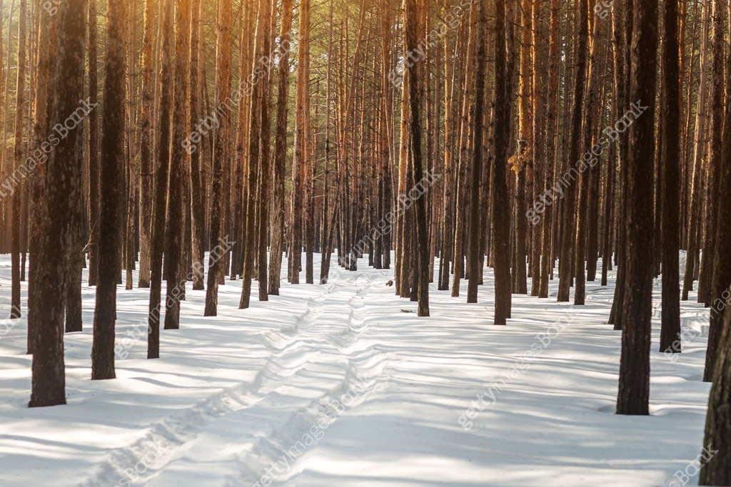 Deep Ruts Snow Winter pine forest landscape with rut in deep snow between trees . Car ...
