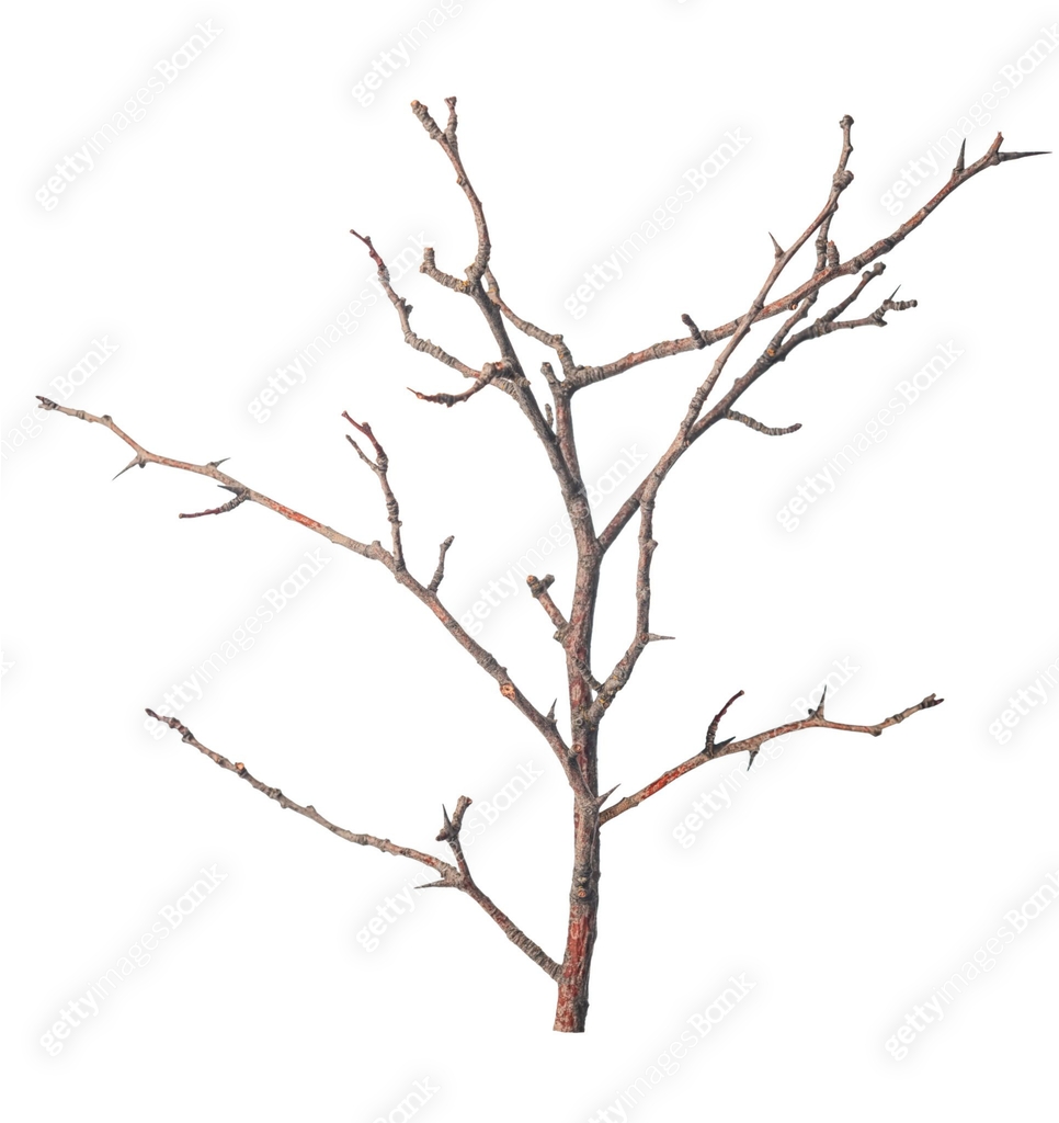 beautiful dry branch of tree isolated on white background, close up 이미지 ...