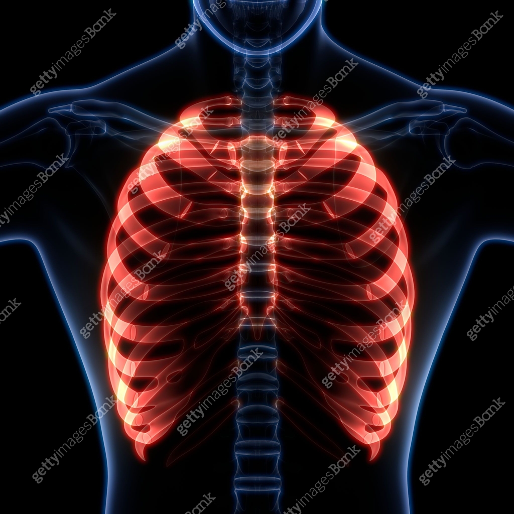 Human Ribs System Human Skeleton System Rib Cage Anatomy 이미지 (1084326432) - 게티이미지뱅크