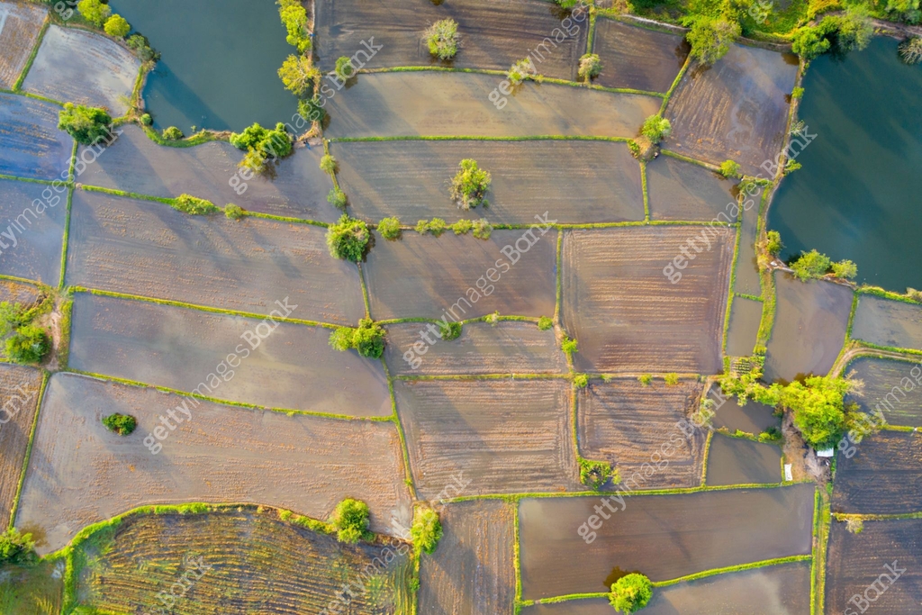 Aerial view of agriculture in rice fields to prepare planting. Abstract ...