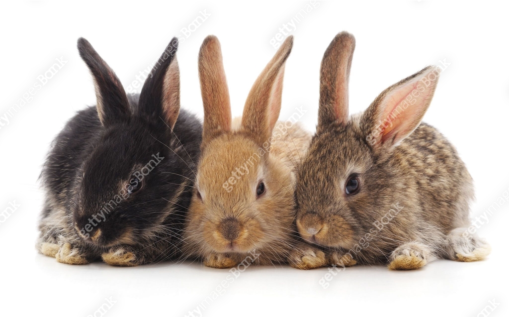 Three little rabbits. 이미지 (1091316398) - 게티이미지뱅크