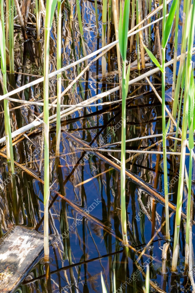 Common reed stems in the water of Dragoman natural karst Marsh in ...