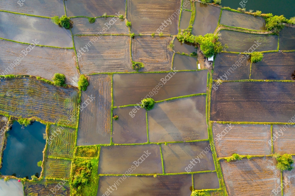 Aerial view of agriculture in rice fields to prepare planting. Abstract ...