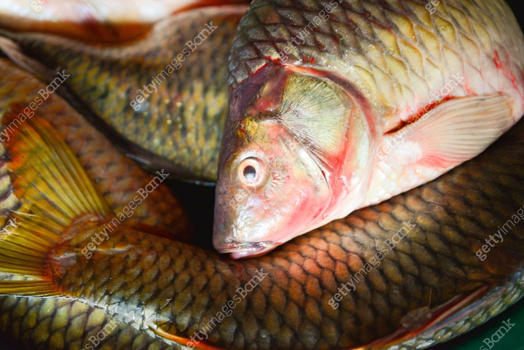 freshwater fish in bucket / River fish carp , common carp fish from ...
