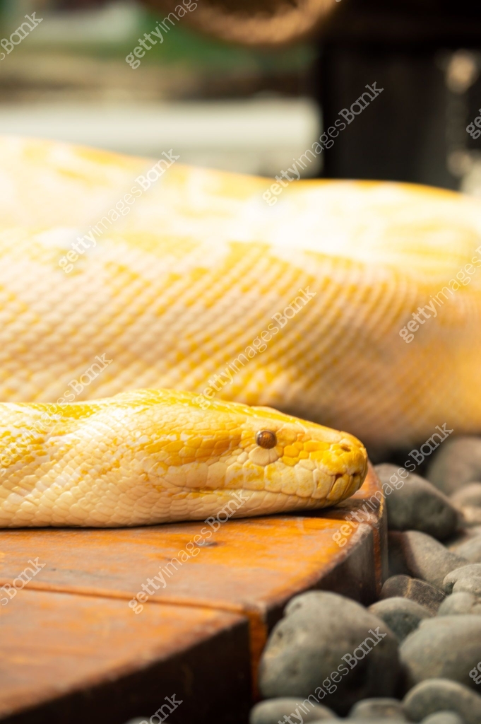 Albino burmese python in captivity at zoo in Colorado Springs, Colorado ...