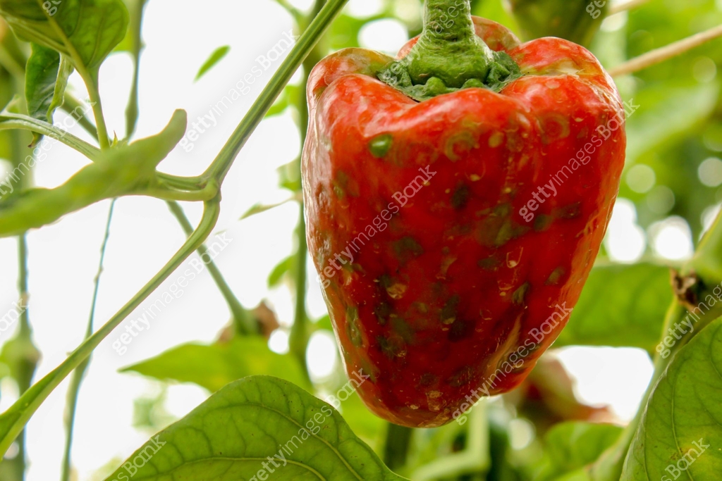 Diseases Of Pepper. Peppers Stricken Vertex Rot In Garden Close Up. 이미지 ...