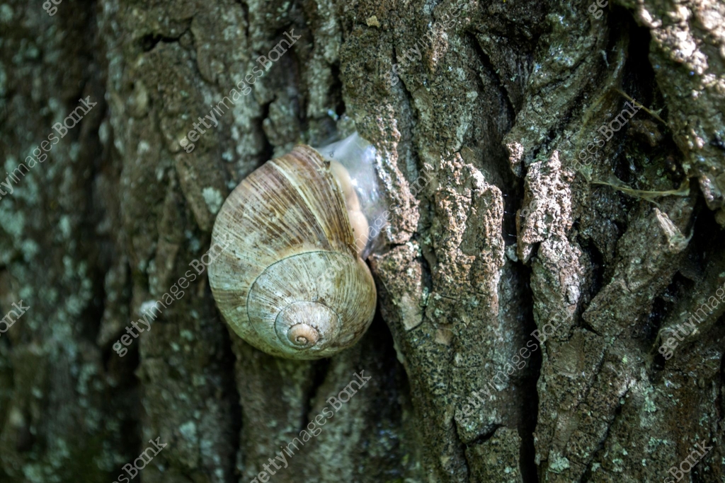 Shell On Tree Snail shell on the trunk of tree. 이미지 (1131995324) - 게티이미지뱅크
