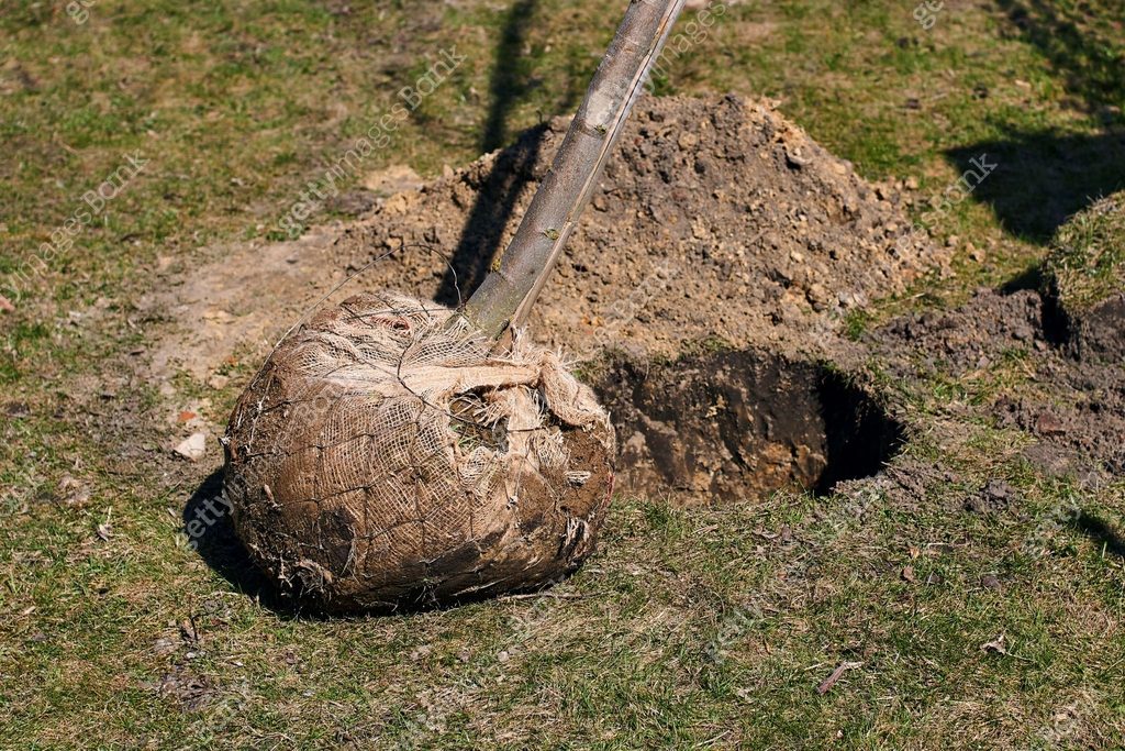 Young deciduous tree with a root ball wrapped in burlap ready to be ...
