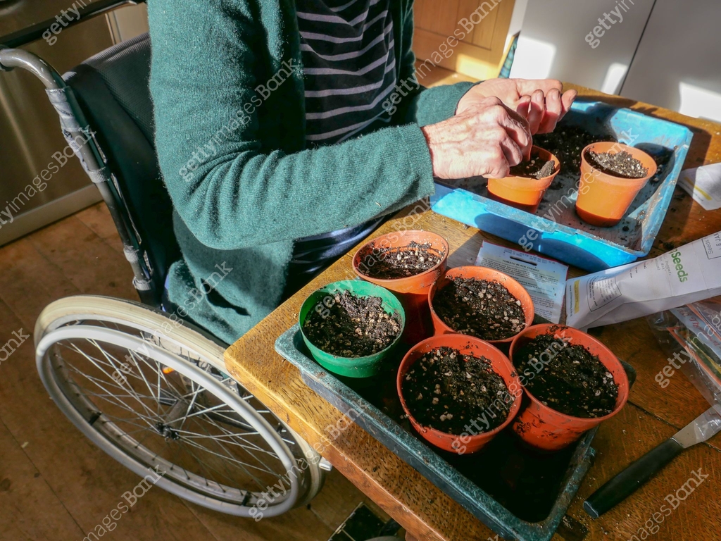 A woman in a wheelchair planting vegetable seeds in pots 이미지 ...