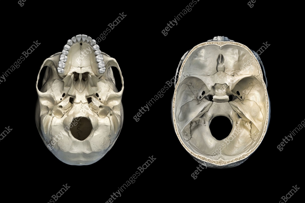 Human skull transversal cross-section and bottom view. 이미지 (1140420472 ...