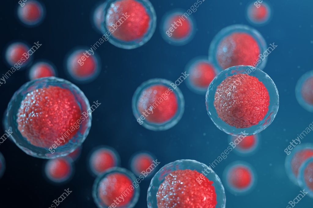 3D illustration egg cells embryo. Embryo cells with red nucleus in ...