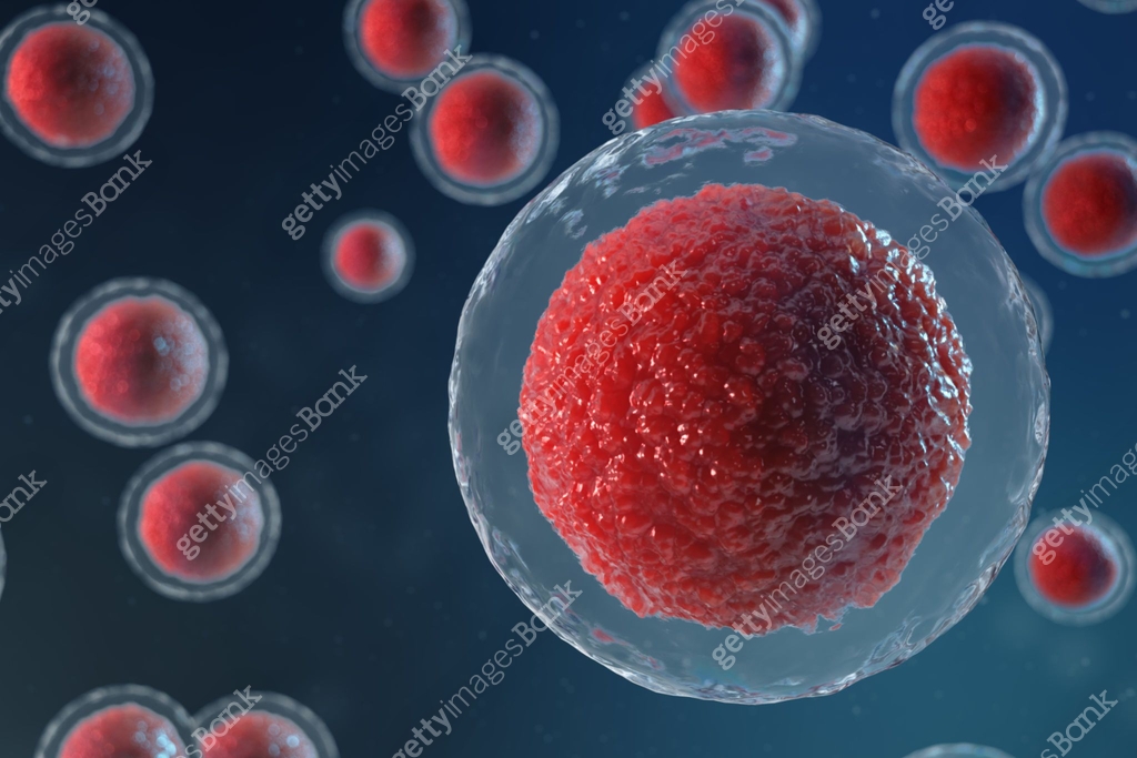 3D illustration egg cells embryo. Embryo cells with red nucleus in ...