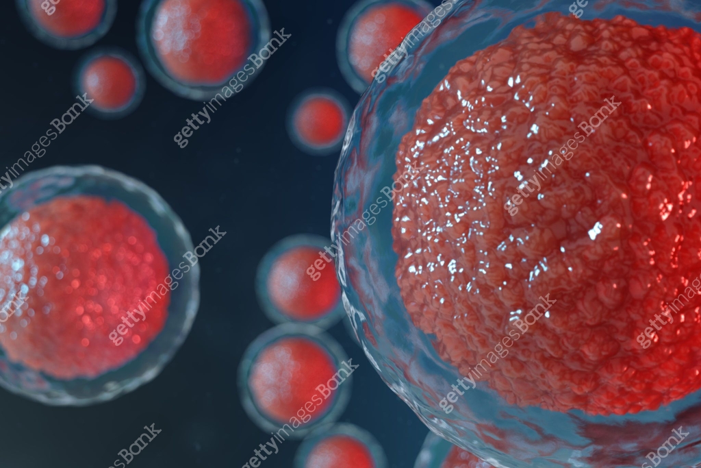 3D illustration egg cells embryo. Embryo cells with red nucleus in ...