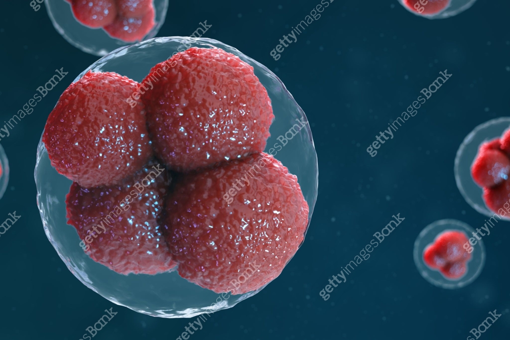 3D illustration egg cells embryo. Embryo cells with red nucleuses in ...