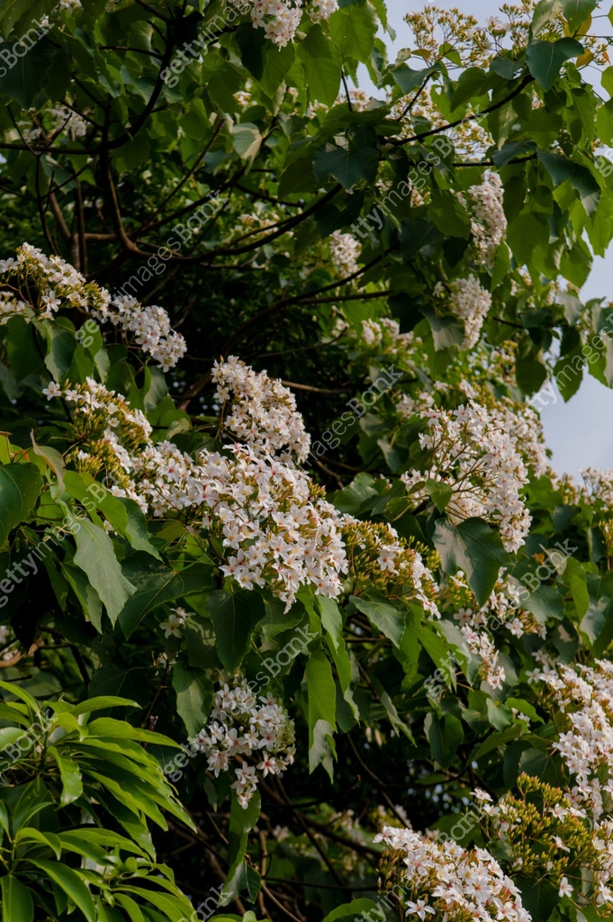 Beautiful white tung tree flower(Vernicia fordii usually known as the ...
