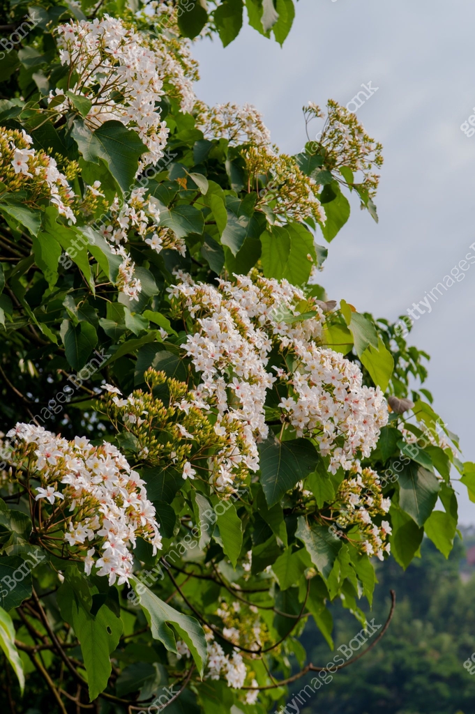 Beautiful white tung tree flower(Vernicia fordii usually known as the ...