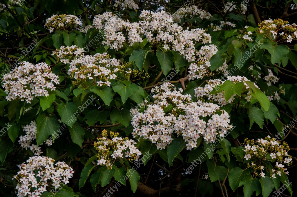 Beautiful white tung tree flower(Vernicia fordii usually known as the ...