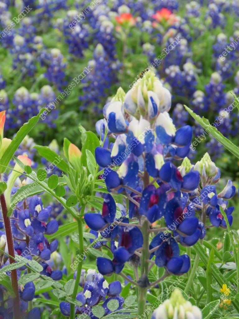Texas bluebonnets, lupine 이미지 (1141071780) - 게티이미지뱅크