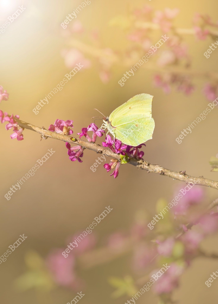 Good positive spring emotions concept. 이미지 (1142175062) - 게티이미지뱅크