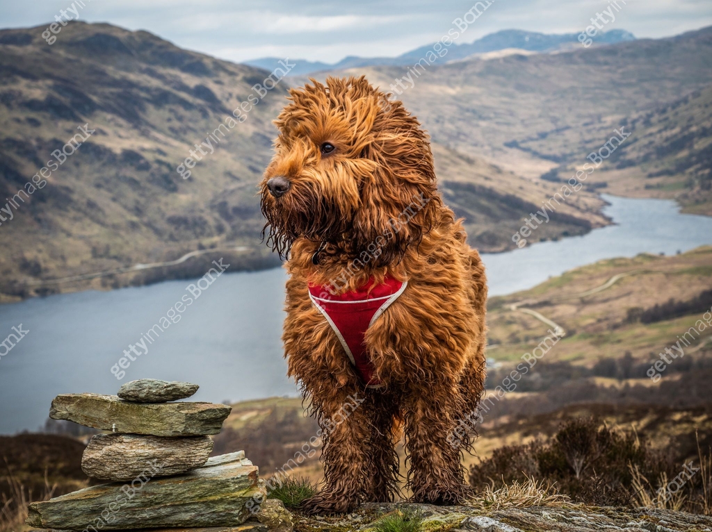 Cockapoo Scotland Cockapoo on summit of a Scottish Hill 이미지 (1142890812) - 게티이미지뱅크