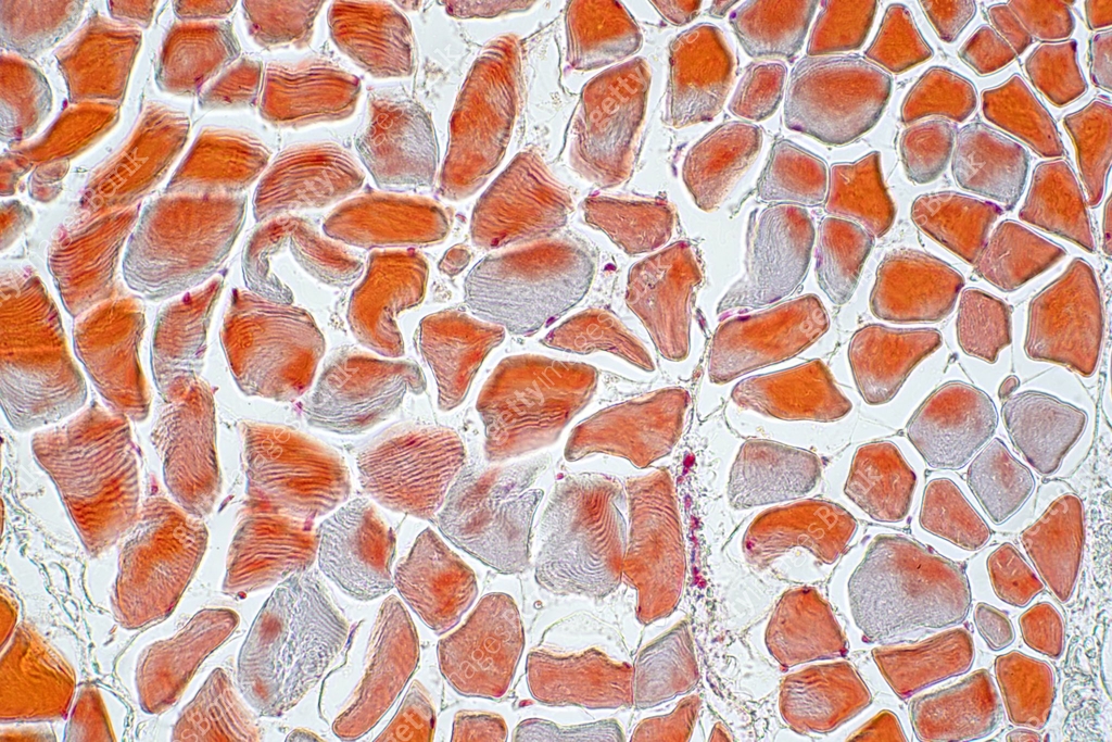 Cross section muscle skeleton micro preparation samples- section ...