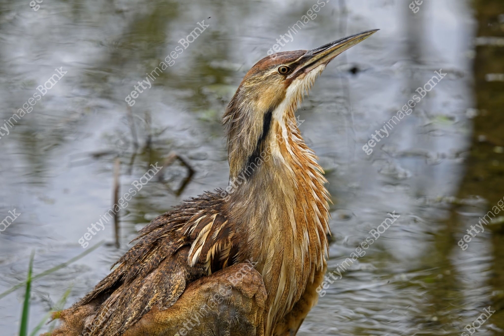 A Bittern Insect American bittern in a marsh 이미지 (1146700872) - 게티이미지뱅크