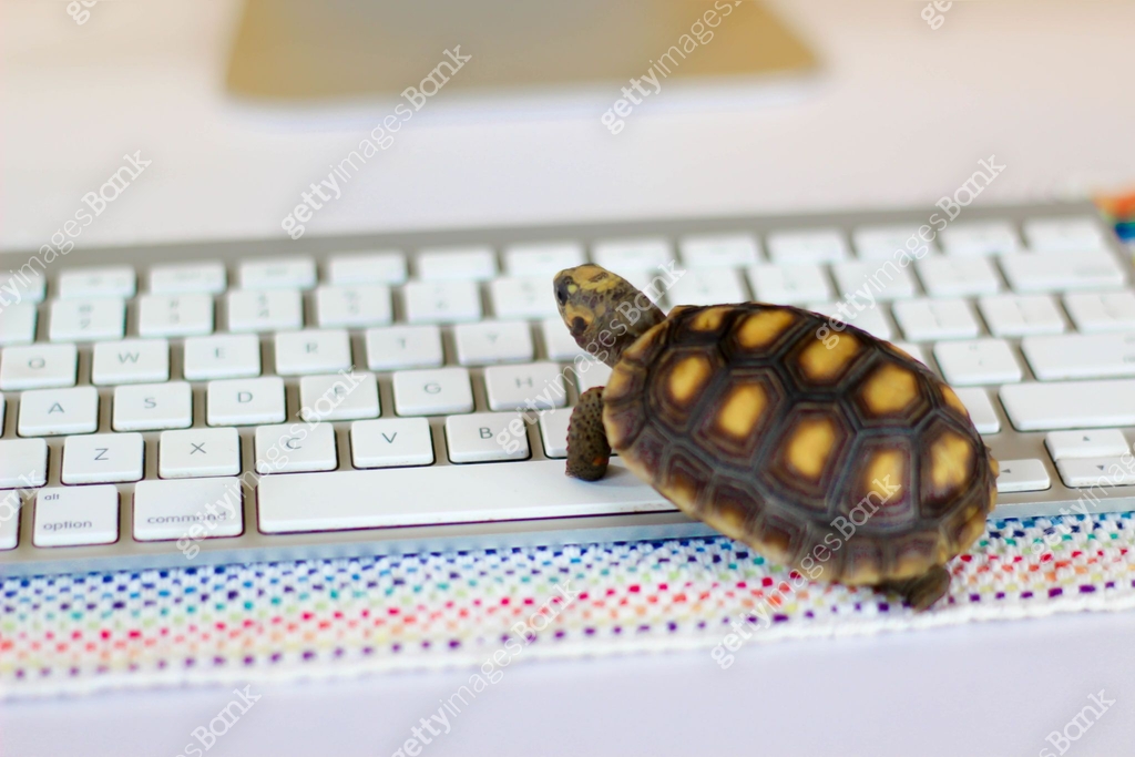 First Computer Class Turtle turtle on computer with keyboard and wireless mouse, slow internet ...