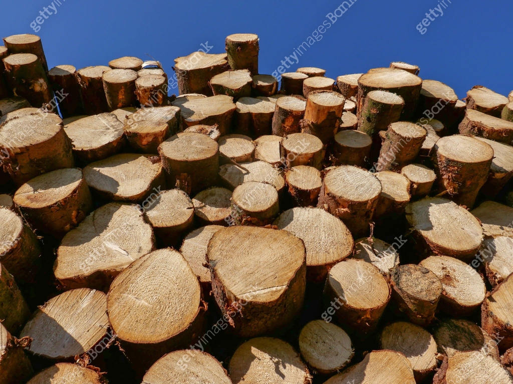 Looking up a stack of newly cut logs to blue sky above 이미지 (1146559056 ...