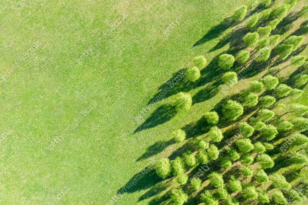 top view of spring grove with fresh trees during sunny day 이미지 ...
