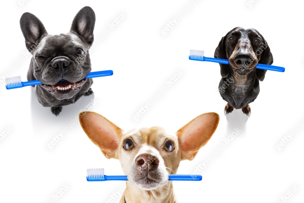Dog Toothbrush Pattern Background dental toothbrush row of dogs 이미지 (1153007303) - 게티이미지뱅크