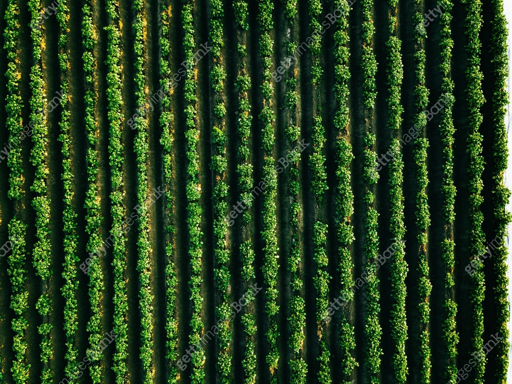 Point Row Field Aerial view of potato rows field in agricultural landscape 이미지 ...