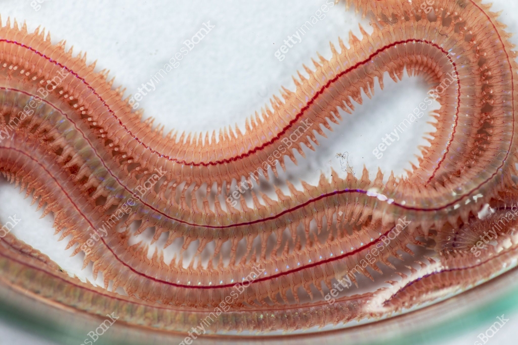 Sandworm Types Sand Worm (Perinereis sp.) is the same species as sea worms (Polychaete ...