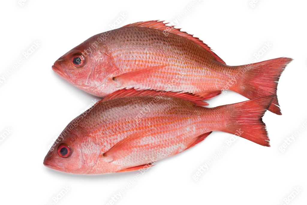 Two Northern red snappers 이미지 (1154369283) - 게티이미지뱅크