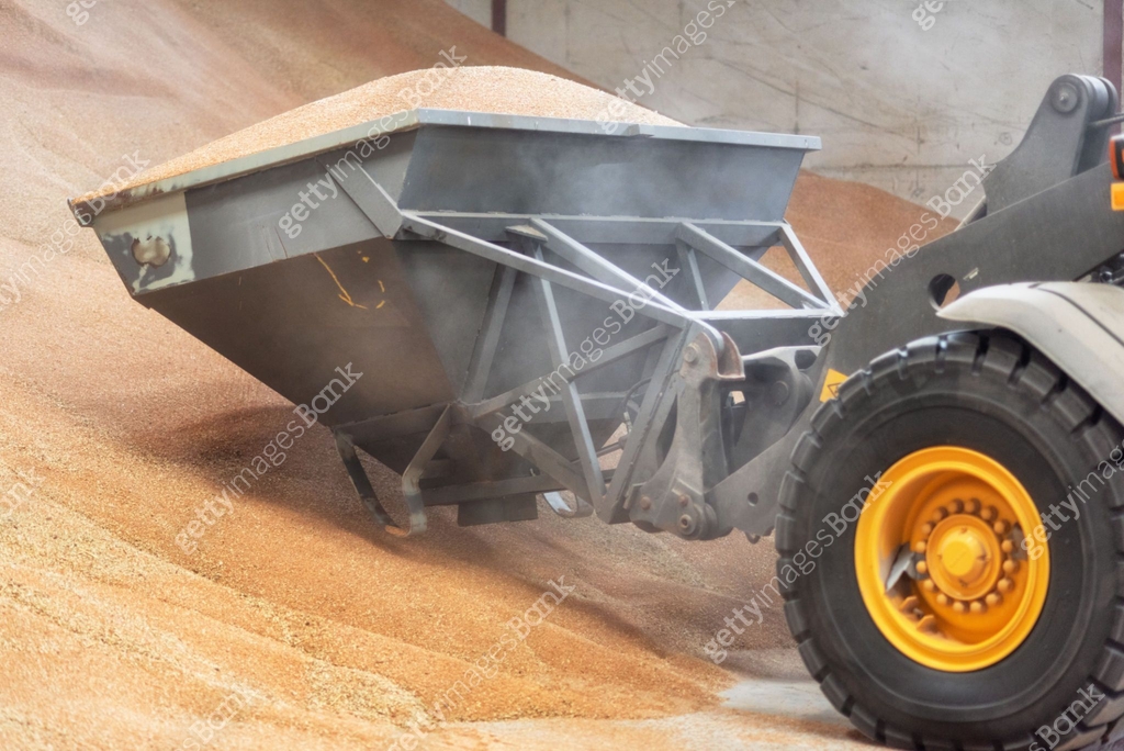 Bucket Level Loading Excavator loader bucket loading grain, close up. Big heap of grain in a ...
