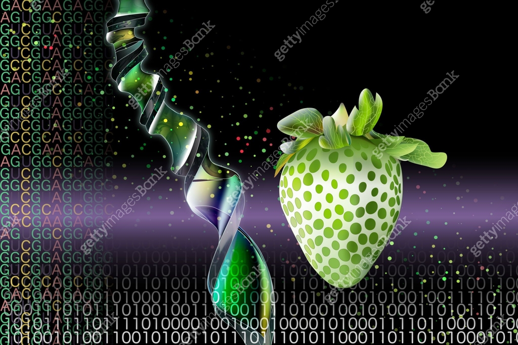 Strawberry Dna Codeing Green and white strawberries made by genetic engineering technology ...