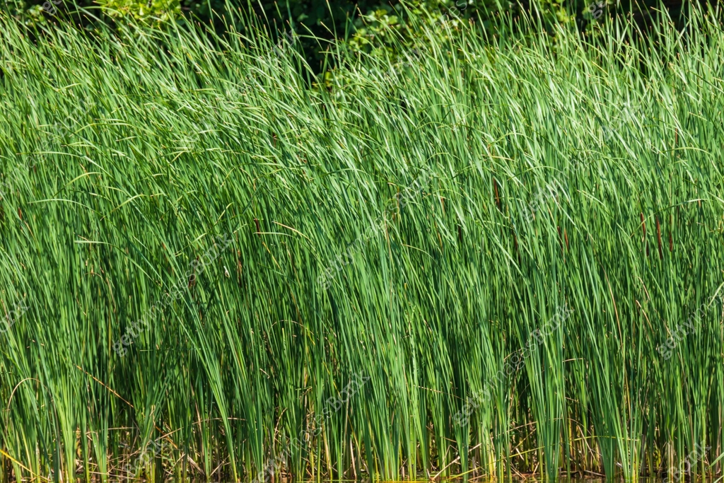 Tall green reeds bend in the wind 이미지 (1160700477) - 게티이미지뱅크