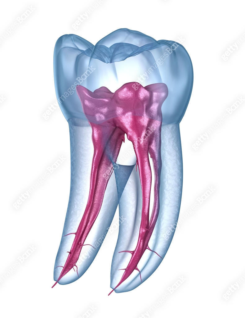 Dental root anatomy - First maxillary molar tooth. Medically accurate ...