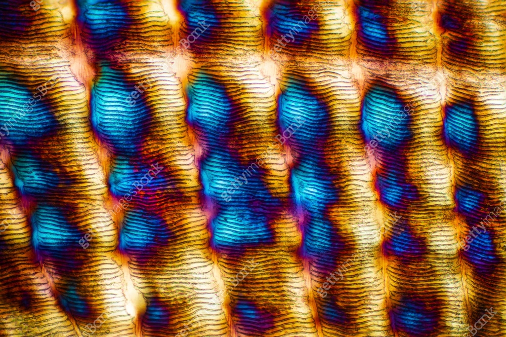 Abstract micrograph of a scale from a red snapper fish. 이미지 (1164017407 ...