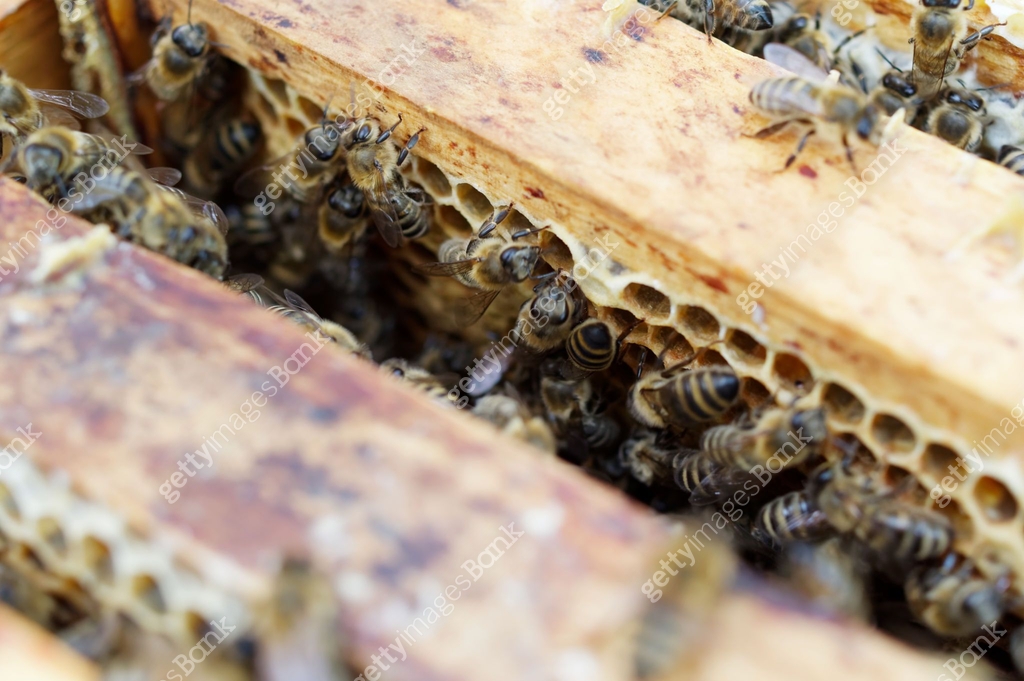 Caring Bees Beehives of a beekeeper caring for bees with honeycombs and honeybees ...